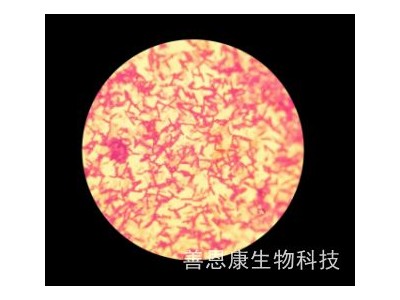 益生菌原料OEM代工
