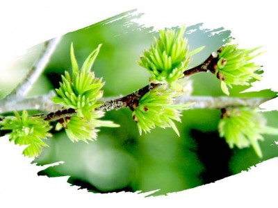 杜仲雄花粉杜仲雄花提取物新资源食品原料厂家直销