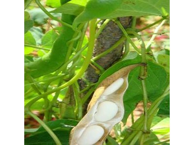 白芸豆固体饮料粉剂