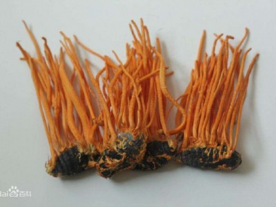 蛹虫草粉 蛹虫草颗粒固体饮料OEM代加工粉剂ODM定制