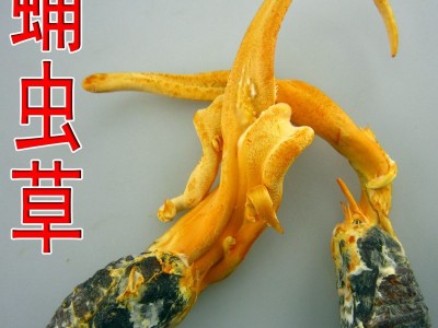 蛹虫草粉 蛹虫草颗粒固体饮料OEM代加工粉剂ODM定制