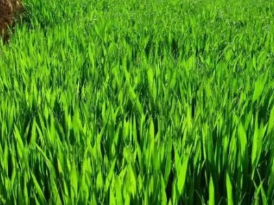 OEM定制麦绿素固体饮料代加工大麦嫩苗青汁粉贴牌