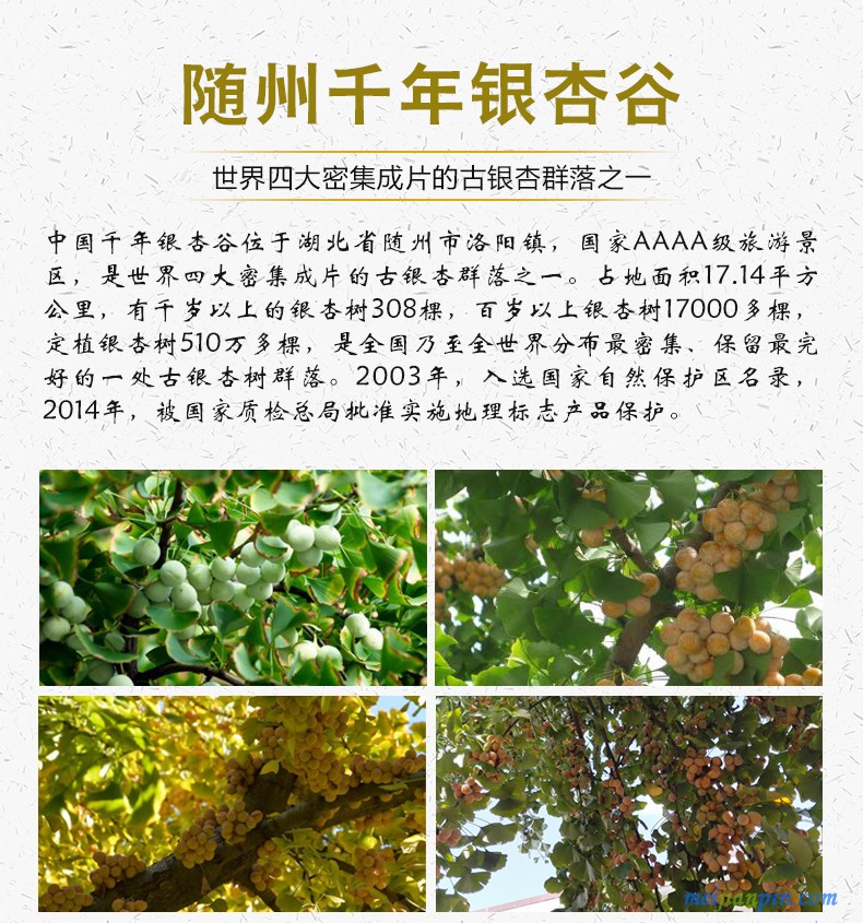 银杏黄精茶_04