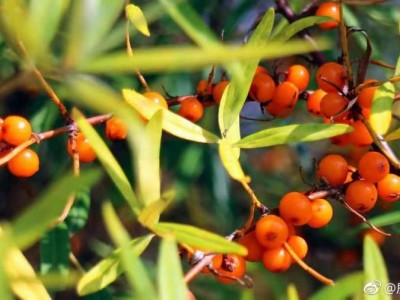 沙棘益生菌OEM贴牌代加工 厂家