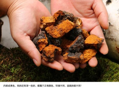 白桦茸的功效与作用（白桦茸怎么喝有什么功效）
