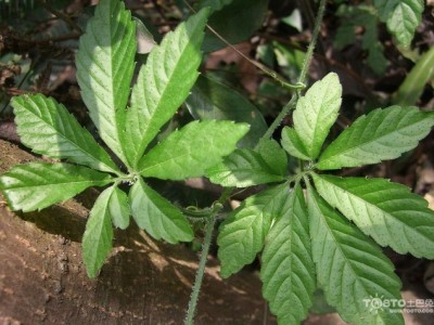 绞股蓝茶的功效与作用(绞股蓝泡水喝的功效)