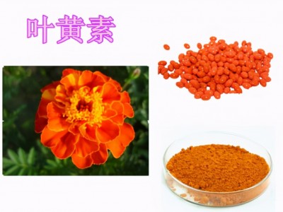 蓝莓叶黄素的功效与作用（吃叶黄素对近视有用吗）
