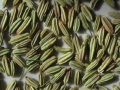 服用小茴香要小心副作用 这些情况要重视