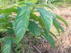 大青叶的药用功效和作用
