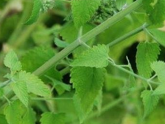 服用荆芥能够祛湿解风补血