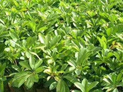 中药材鸭脚木的药用功效全盘点