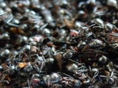 黑蚂蚁的营养成分和药用功效