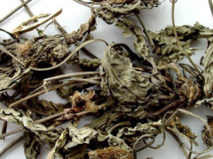 车前草可以治疗哪些病