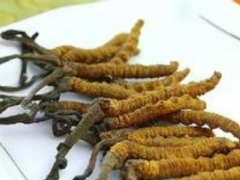 人工种植的冬虫夏草怎么吃呢
