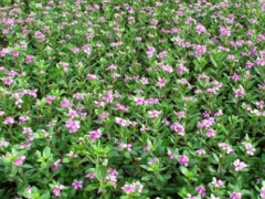 长春花的治病验方大盘点