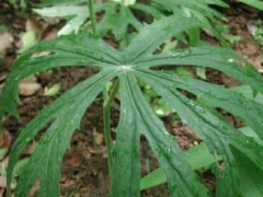 兔儿伞药用价值出色 教你兔儿伞吃法