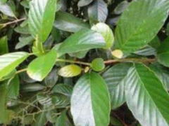 锡叶藤是什么植物 服用锡叶藤可以治病