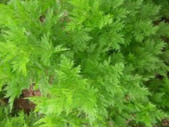 黄花蒿是什么 有哪些药用效果