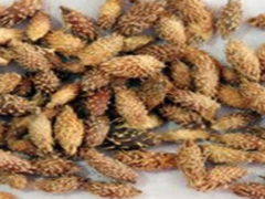 苍耳子居然能治疗鼻炎 怎么用