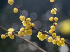 腊梅花的保健功效有哪些