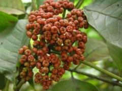 吴茱萸功效强 吃吴茱萸能治病