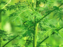 青蒿的功效与作用 吃青蒿可以清热