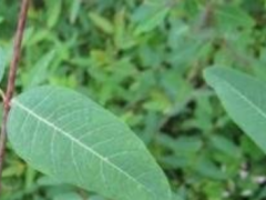 罗布麻叶的副作用 小心这些不适反应