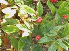 了解一下人参叶的食用方法