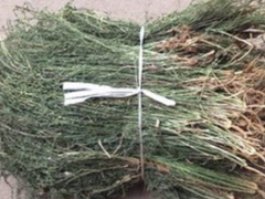 百蕊草的功效和作用有哪些