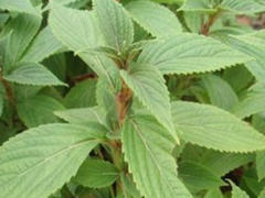 香茶菜的两大副作用 这些人不能用