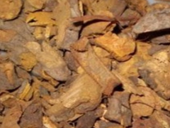 中药材紫珠叶的临床应用和禁忌