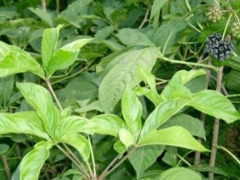 刺五加能治疗失眠吗 推荐刺五加吃法