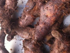 骨碎补功效强 但也要小心副作用
