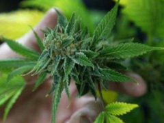 跌打受伤后用大麻药镇痛消肿