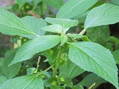 铁苋菜的营养价值及药用的功效