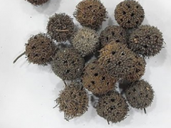 路路通的功效与作用