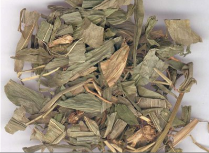 淡竹叶的功效与作用