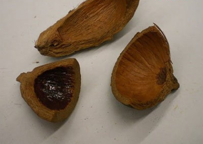 大腹皮的功效与作用