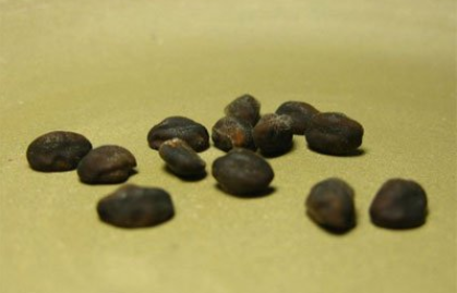 牵牛子的功效与作用