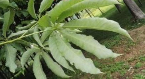 天师栗的药用功效 能理气宽中治病