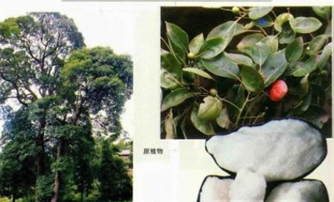 樟脑的功效与作用