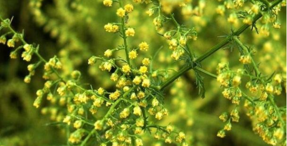 黄花蒿的功效与作用