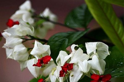 龙吐珠的功效与作用