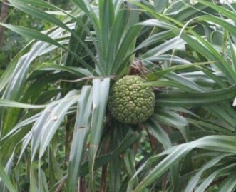 露兜树的功效与作用