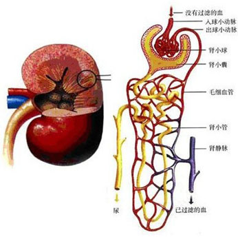 肌酐偏低是怎么回事 四大因素诱发肌酐偏低