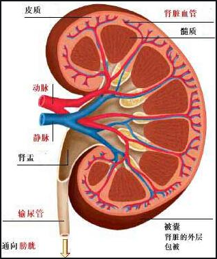 肾病综合症能治好吗 做到以下四点才有可能治好