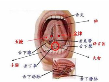 金津穴位位置图 金津穴的功效是什么