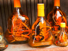 补肾药酒什么时候喝最好 四个方面看喝补肾药酒最佳时段