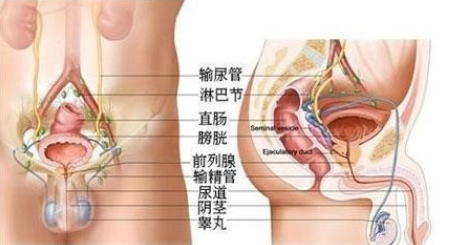 前列腺痛是哪个部位 揭晓前列腺痛的四大部位