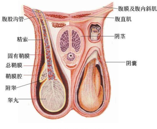 睾丸胀痛有何危害 如此大的危害你也许想不到